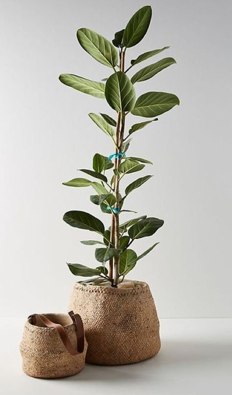 Anthropologie Outdoor, نباتات منزلية, Cement Planters, Bathroom Plants, Bedroom Plants, Interior Plants, Rustic Bathroom, Wet Rooms, Bathroom Styling