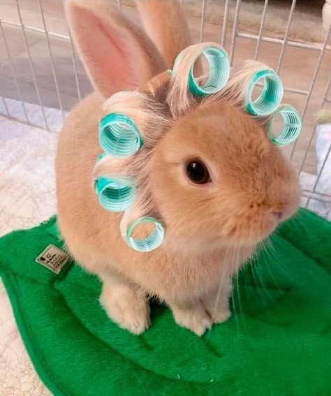 Cutest Bunny Ever, Pet Bunny Rabbits, Cute Bunny Pictures, Bunny Stuff, Pet Corner, Cute Small Animals, Bun Bun, Funny Animal Photos