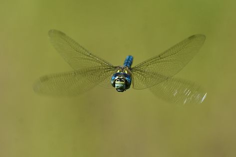 Emperor Dragonfly (M) (Anex imperator) | The impressive Empe… | Flickr Emperor Dragonfly, Dragonfly Meaning, Damselflies, Drone Technology, Largest Butterfly, The Emperor, Black Line, Space Exploration, Dragonflies