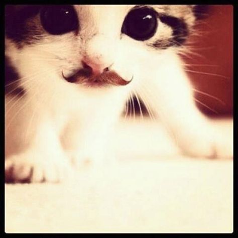 Mustache kitty Silly Cats, Cute Creatures, Animal Love, Cute Kittens, Crazy Cat, Love Animals, Crazy Cat Lady, 귀여운 동물, Crazy Cats