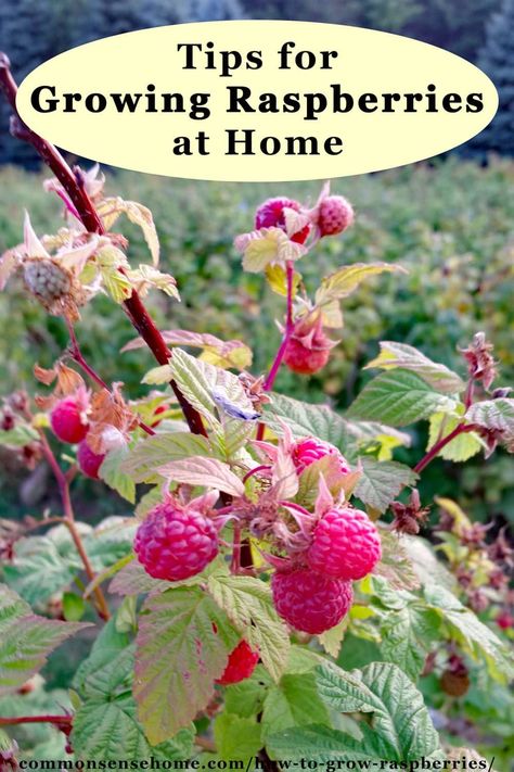 How to Grow Raspberries - The Basics 1. Raspberries grow in USDA hardiness zones 4 through 8. 2. They prefer rich, well drained soil with pH between 6.0 and 6.8 and full sun. 3. Do not plant raspberries where nightshade family plants, strawberries, or wild raspberries were grown in the last 3 years, as those plants can harbor diseases that damage raspberries. 4. Space different varieties of raspberries 100 feet apart. (continued in post) Harvesting Raspberries, Raspberry Salad Recipes, How To Grow Raspberries, Grow Raspberries, Raspberry Salad, Harvest Right Freeze Dryer, Yellow Raspberries, Raspberry Bush, Growing Raspberries