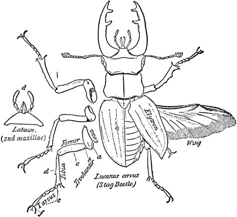 Stag Beetle (Dorsal) Beetle Anatomy, Lucanus Cervus, Insect Anatomy, Beetle Drawing, Hercules Beetle, Scientific Drawing, Bug Art, Stag Beetle, Animal Study