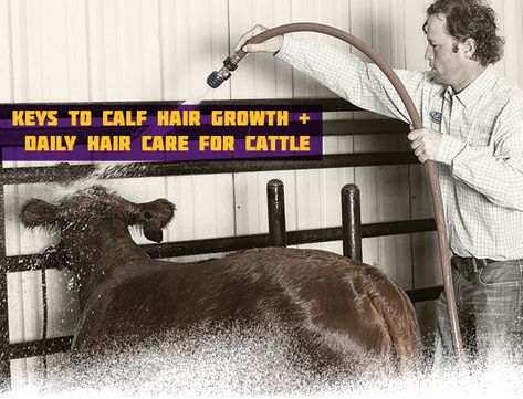 Keys to calf hair growth + Daily hair care for cattle Club Calf, Cattle Showing, Shorthorn Cattle, Showing Cattle, Livestock Judging, Livestock Showing, Show Steers, Show Animals, Show Cows