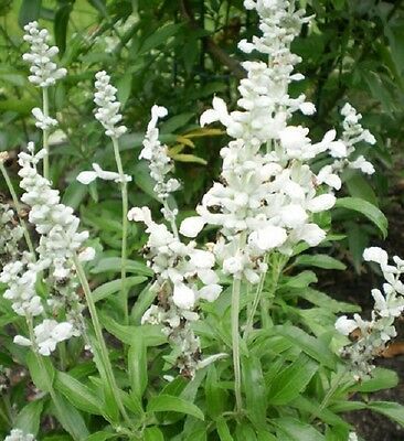 Sage Farinacea White. Salvia Farinacea. A super bedding variety of sage with stunning White flowers. Height approx 45 cm. This variety is truly a half hardy perennial that is treated as an annual. Local conditions such as soil temp will affect how well any seeds germinate so always check locally as to seed suitability. White Salvia, House Driveway, Driveway Garden, Farm Cottage, Dream Cottage, Hardy Perennials, Drought Tolerant Plants, Garden Landscape Design, White Gardens