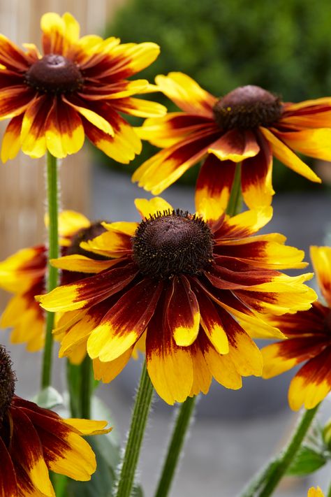 Rudbeckia Indian Summer, Rudbeckia Flower, Rudbeckia Fulgida Goldsturm, Rudbeckia Hirta Sahara, Rudbeckia Fulgida, Verbena Plant, Rudbeckia Hirta, Scented Geranium, Drought Tolerant Perennials