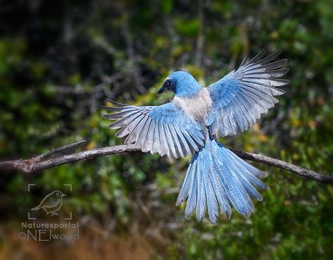 Scrub Jay, Jay Bird, State Of Florida, Flora And Fauna, Bird Species, Bird Art, Habitat, Scrubs, North America