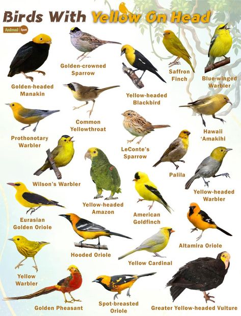 Names Of Birds, Backyard Birds Sanctuary, Pig Breeds, Bird Facts, Finches Bird, Bird Identification, Audubon Birds, Bee Garden, Bird Poster