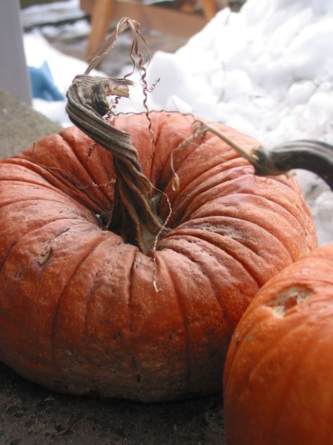 Fairytale Pumpkins, Pumpkin Photography, Spirals In Nature, Pumpkin Eater, Pumpkin Photos, Lantern Ideas, Pretty Pumpkins, Pumpkin Stem, Pumpkin Leaves