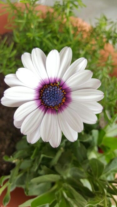 Lady Persephone, Cape Marguerite, Daisy Moonflower, Cape Daisy Flowers, Daisies Colorful, Cape Daisy, Marguerite Daisy, Africa Daisy Flower, Daisy Close Up Photography