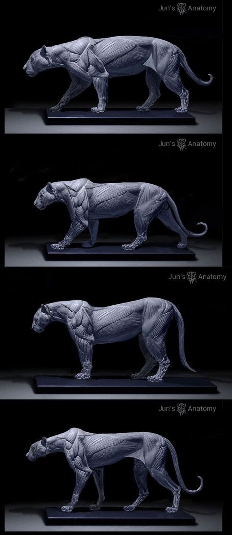 Lion Anatomy, Feline Anatomy, Jaguar Leopard, Cat Anatomy, Anatomy Models, Animal Model, Animal Anatomy, Animal Study, Mountain Lion