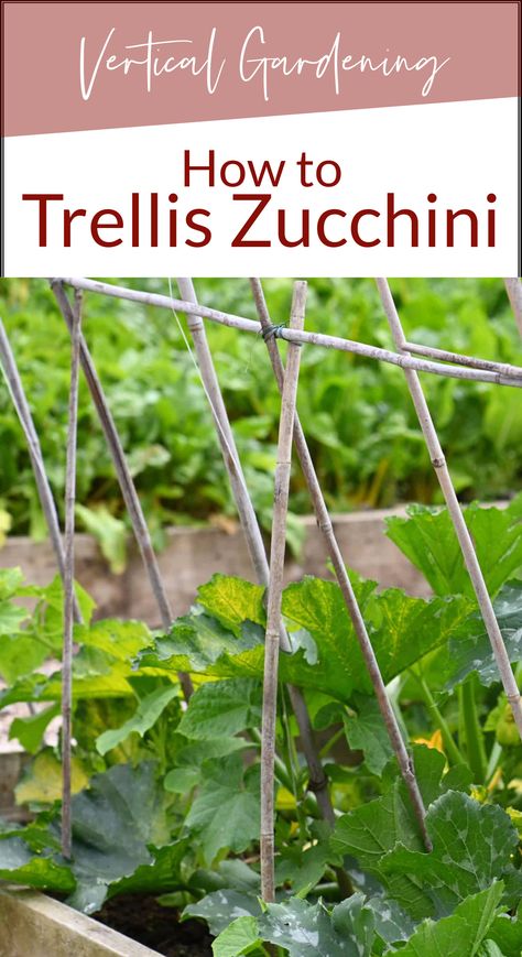 Zucchini Garden Vertical Trellis Ideas, Zucchini Garden Trellis, Vertical Zucchini Trellis, Growing Vegetables Vertically, Diy Zucchini Trellis, Zucchini Plants Vertical, How To Grow Zucchini Vertically, Zucchini Trellis Ideas, Zucchini Trellis