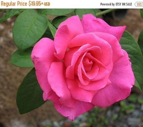 Tea Rose Perfume, Plant Border, Hybrid Tea Rose, Bush Plant, Rose Perfume, Pink Rose Flower, Growing Roses, Hybrid Tea Roses, Body Lotions