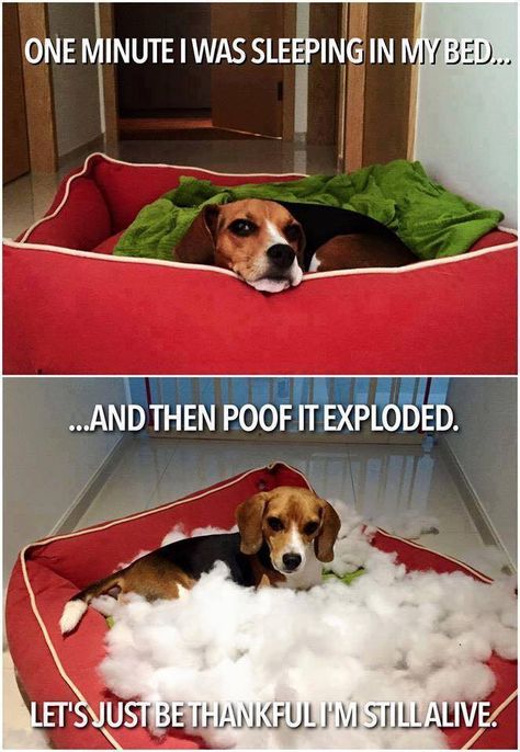 Raven Beagle Funny, Pocket Beagle, Cute Beagles, Popular Dog Breeds, Most Popular Dog Breeds, Funny Dog Memes, Beagle Puppy, Beagle Dog, Popular Dog