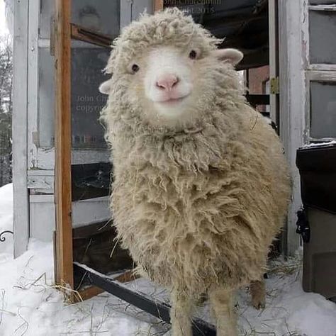 Cutest Sheeps on Instagram: “Look this smile 😁❤ From John Churchman #smile #snow #noel #winter #smily #farming #agriculture #farm #farmlife #farmer #tractor #nature…” Happy Sheep, Cute Lamb, Sheep And Lamb, Cute Sheep, Baby Goats, Instagram Look, Silly Animals, All Things Cute, Animal Photo