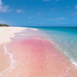 Barbuda’s incredible pink sand beach #lavitahabisognodicaraibi #Caraibi Sea Queen, Luxury Cruise Ship, Komodo Island, Pink Sand Beach, Caribbean Culture, Caribbean Travel, Pink Sand, Antigua And Barbuda, Caribbean Sea