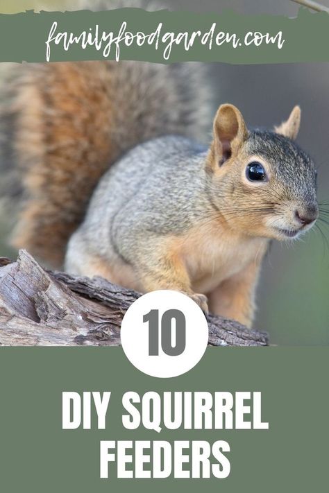 Squirrel Feeder Plans, Diy Squirrel Feeder, Squirrel Feeder Diy, Squirrel Food, Squirrel Feeders, Healthy Fruits And Vegetables, Squirrel Feeder, Garden Friends, Wood Animal