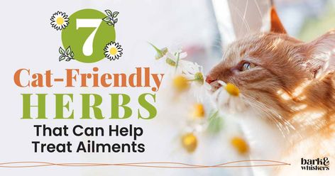 7 Cat-Friendly Herbs That Can Help Treat Ailments Plants Cats Can Eat, Herbs For Cats, Apothecary Garden, Calming Herbs, Nervous System Activities, Cat Medicine, Cat In Heat, Best Cat Food, Adaptogenic Herbs