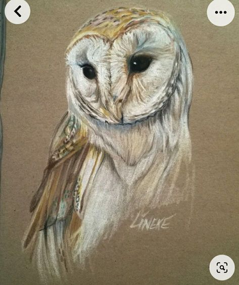 Owl Colored Pencil Drawing, Animal Illustration Art, Owls Drawing, Owl Painting, Color Pencil Art, Owl Art, Color Pencil, Bird Drawings, Pastel Drawing