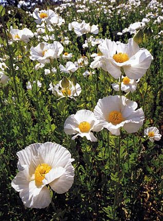 To learn about native plants, just dig right in Ojai Landscaping, Matilija Poppy, California Landscaping, California Flowers, California Native Garden, California Plants, California Wildflowers, Drought Tolerant Landscape, California Native Plants