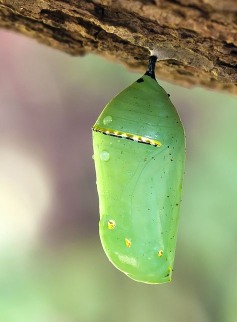 cocoon - Google Search Animal Extinction, Butterfly Things, Butterfly Pupa, Apologia Biology, Butterfly Cocoon, Monarch Caterpillar, Tiny Steps, Butterfly Life Cycle, Extinct Animals