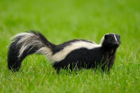 Animal Planet on Instagram: “Skunks can get a bad reputation just by the stinky spray they exude when threatened. But what a lot of you may not know is that skunks help…” Skunk Repellent, Skunk Drawing, Getting Rid Of Skunks, Skunk Spray, Striped Skunk, Skunk Smell, Baby Skunks, Exotic Pet, Facts For Kids