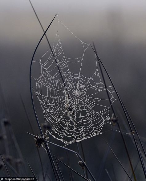 In a spin: A frosty spiders web pictured at Richmond Park, Surrey Dappled Sunlight, Spiders Web, Spider Costume, Halloween Spider Decorations, Levitation Photography, Double Exposure Photography, Homemade Halloween Decorations, Richmond Park, Spider Art