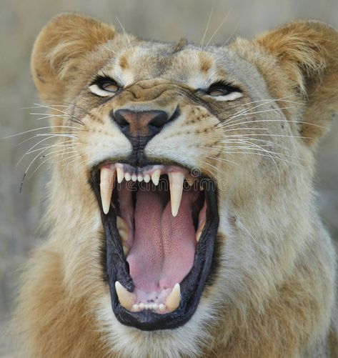 Lioness showing teeth. Lioness growl and showing her teeth , #AFFILIATE, #showing, #Lioness, #growl, #teeth #ad Lioness Images, Lioness Tattoo, Lion And Lioness, Animal Teeth, Lion Face, Majestic Animals, Face Tattoo, Lion Tattoo, Arte Animal