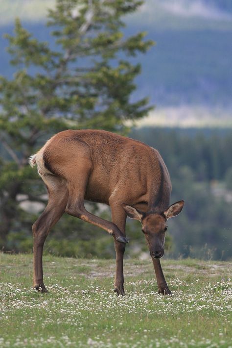 Female Elk or Wapiti. Banff National Park, Alberta Canada https://www.flickr.com/photos/canmorephotography/35053098974/  Come say "hi" to us on messenger at https://m.me/funnypetstop Elk Reference, Female Moose, Female Elk, Deer Reference, Cow Elk, Female Deer, Elk Photography, Stuff To Make, Deer Species