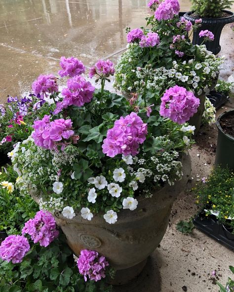 Flower Pots With Geraniums, Geranium Pots, Geraniums In Pots Ideas, Geranium Planter Ideas, Geraniums In Pots, Geranium Planters, Geraniums Garden, Potted Lavender, Potted Geraniums