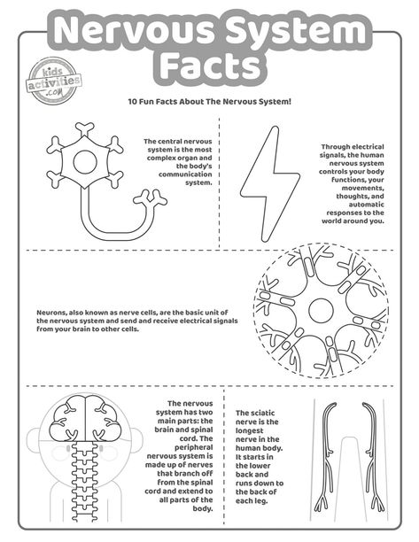 Nervous System Activities For Kids, Nervous System Projects, Biology Ideas, Nervous System Activities, Human Nervous System, Enteric Nervous System, Peripheral Nervous System, Science Vocabulary, Health Class