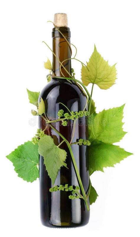 Vine surrounds a bottle of wine. A vine surrounds a bottle of wine on a white ba #Sponsored , #AFFILIATE, #Paid, #surrounds, #white, #ba, #bottle Vine Bottle, Art Tutor, A Bottle Of Wine, The Nights, White Background Photo, Bottle Of Wine, Website Design Inspiration, Christmas Watercolor, Horticulture