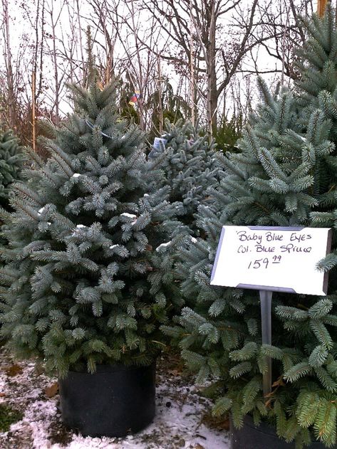 DIY Plant Your Live Christmas Tree in the Garden -- everything you need to know about buying, caring for, and planting a live Christmas Tree via Gardenista Christmas Tree Guide, Blue Spruce Tree, Christmas Tree Decorating Tips, Fake Christmas Trees, Live Christmas Trees, How To Make Christmas Tree, Farmhouse Christmas Tree, Real Christmas Tree, Beautiful Christmas Trees