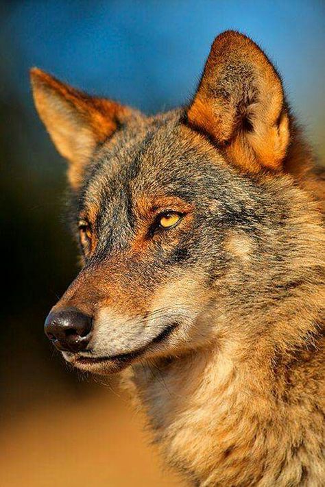 RED WOLF.....found in North America in swamps, forests, wetlands and bushlands....measures 3.25 - 4 feet long with a 10 - 14 inch tail and a weight of 40 - 90 lbs....declared extinct in the wild in 1980, but fortunately a captive breeding program enabled the species to be reintroduced....as of 2010, the reintroduced population eastern North Carolina was thought to total around 130....jaw pressure, or biting capacity, has been measured at 1,500 pounds per square inch Wolf World, Wolf Images, Wolf Photos, Wolf Love, Wild Wolf, Red Wolf, Wolf Pictures, Wolf Spirit, Beautiful Wolves