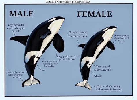 Orca Oc Human, Orca Oc, Orca Anatomy Drawing, Orca Spirit Animal Meaning, Killer Whale, Orcinus Orca, Marine Biology Orca, Oceanography Marine Biology, Shark Pictures