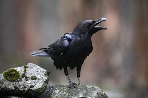 Raven Spirit Animal, Raven Totem, Famous Legends, Autumnal Equinox, World Birds, Wheel Of The Year, Power Animal, Crows Ravens, Protection Spells