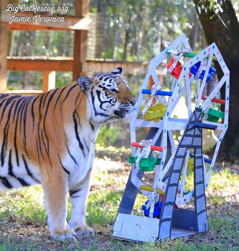 Good morning Big Cat Rescue Friends! ☀️ Dutchess Tiger and her amazing enrichment wish you a wonderful Whiskers Wednesday! #GoodMorning #BigCats #BigCatRescue #Rescue #WhiskersWednesday #Enrichment #Tiger #CaroleBaskin Big Cat Rescue, Big Cat, Cat Rescue, Tampa Fl, Big Cats, Tampa, Good Morning, The 100