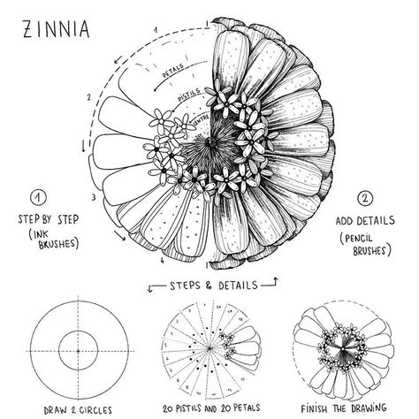 Zinnia Flowers Drawing, Thistle Drawing, Fiori Art Deco, Botanical Line Drawing, Flower Line Drawings, Flower Drawing Tutorials, Zinnia Flowers, Draw Flowers, Flowers Drawing