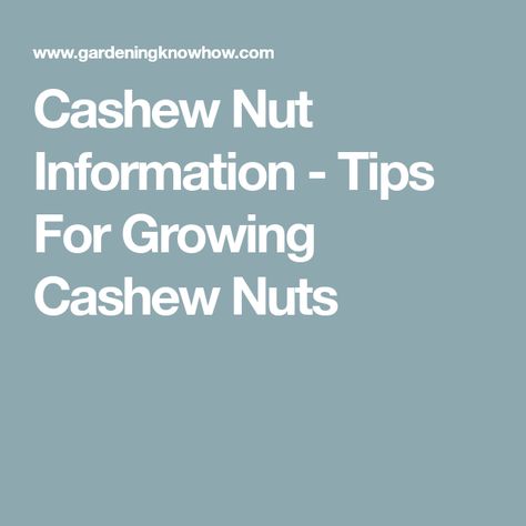 Cashew Nut Information - Tips For Growing Cashew Nuts Cashew Nut Tree, Nut Trees, Cashew Nut, Take Two, Cashew, How To Grow, Keep In Mind, Nuts, To Grow