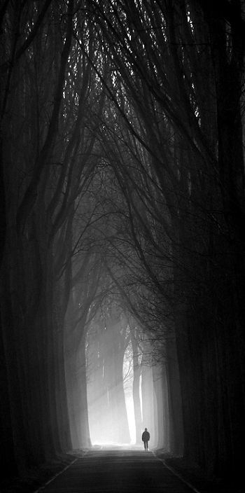 The Morning Path Tree Cathedral, Dark Cathedral, Nature Photography Aesthetic, Era Victoria, Peisaj Abstract, Person Walking, All Is Lost, Different Person, Woods Photography