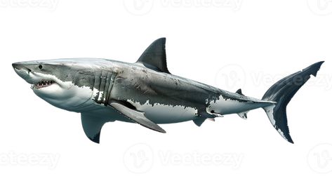 AI generated dominant great white shark prowling the deep blue sea, isolated on transparent background The Deep Blue Sea, White Sharks, Deep Blue Sea, Great White Shark, Marine Biology, Cityscape Photos, Logo Banners, Great White, Nature Backgrounds