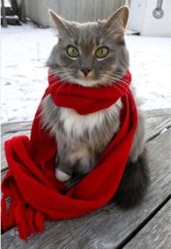 Red Scarf Types Of Cats, Red Scarf, Cheetahs, Cat Boarding, Domestic Cat, Red Scarves, Cats Meow, Animal Photo, Christmas Animals