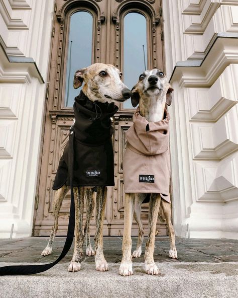 Sighthound Clothing | Dog Coats, Jumpers, Collars & Leads – Speedray Design Wear Greyhound Jumper Pattern, Italian Greyhound Collar, Greyhound Coat Pattern, Whippet Clothes, Dogs Wearing Clothes, Greyhounds Clothes, Greyhound Clothes, Dog Wearing Clothes, Saluki Dogs