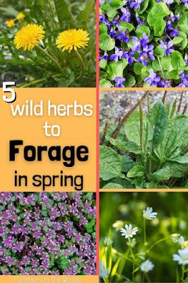 What to forage in spring. These 5 wild herbs start growing in early spring. From deadnettle to dandelion, here is what you want to harvest now! Wild Herbs Medicine, Spring Foraging, Preserve Fresh Herbs, Dandelion Oil, Medicinal Wild Plants, Edible Weeds, Food Growing, Wild Foraging, Wild Food Foraging