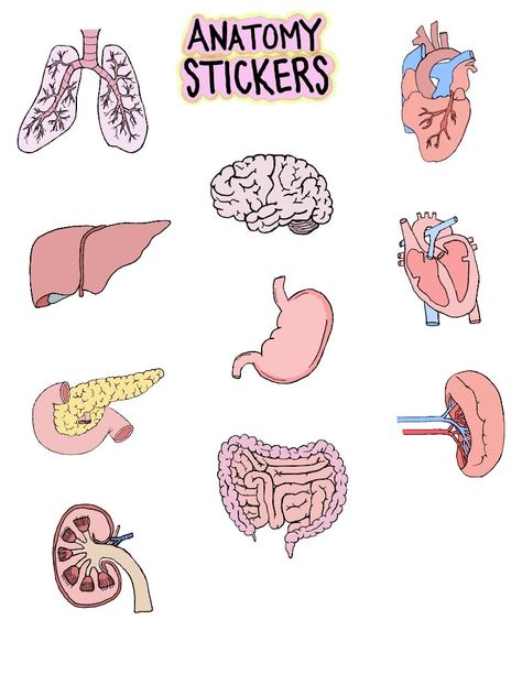 Anatomy Stickers - Notability Gallery Anatomy Digital Stickers, Biology Stickers Goodnotes, Anatomy Stickers Goodnotes Free, Notability Stickers, Anatomy Stickers, Ali Bin Abi Thalib Art, Study Stickers, Psychology Notes, Notebook Cover Design