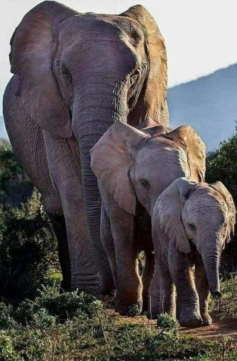 Elephant Facts, Elephant Photography, Regnul Animal, Elephant Images, Elephant Pictures, Elephants Photos, Save The Elephants, Elephant Love, Majestic Animals