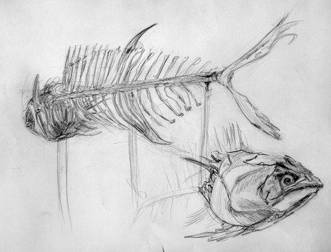 Fish Skeleton Drawing, Koi Fish Drawings, Drawings In Pencil, Skeleton Drawing, Koi Fish Drawing, Fish Skeleton, Fish Bones, Skeleton Drawings, Fish Artwork