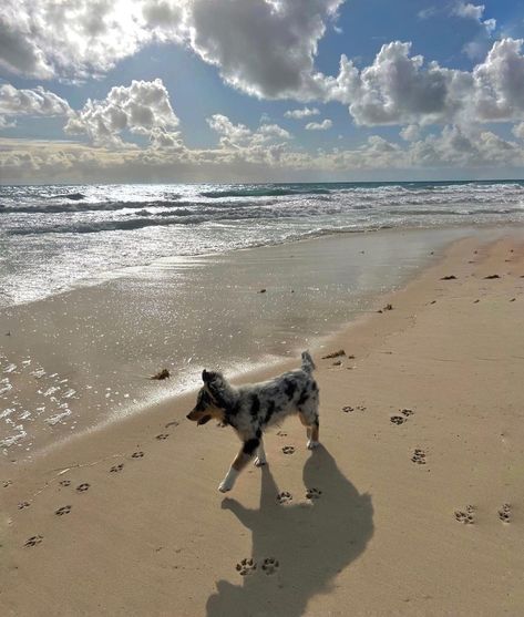 Aussie Shepherd Aesthetic, Australian Shepherd Aesthetic, Shepherd Aesthetic, Preppy Dog, Dream Pet, Pig Dog, Australian Shepherd Puppy, Aussie Puppies, Aussie Dogs