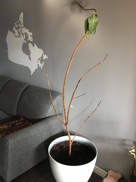 trees - My Rubber plant lost all its leaves!!! Can it be saved? - Gardening & Landscaping Stack Exchange Rubber Plant, Image Description, Gardening Landscaping, Heating And Cooling, Home Stuff, Green Thumb, Garden Landscaping, A Tree, Landscaping