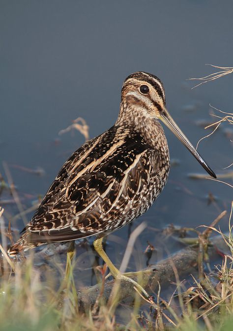 Wilson's Snipe | by PhotonFreak Mohawk Tattoo, Snipe Bird, American Woodcock, Gamebirds, Upland Hunting, Wildlife Pictures, Bird Hunting, British Wildlife, Bird Watcher