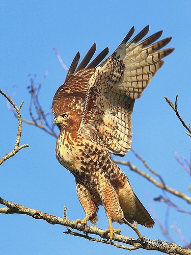 Red-tailed Hawk. We have these in our yard once in a while because we feed the small birds. When we see the little birds take off and not come back right away we start looking in the Hawk favourite tree. Majestic Birds, Raptors Bird, Red Tailed Hawk, Special Friends, Kinds Of Birds, Wonderful Picture, Exotic Birds, Pretty Birds, Birds Of Prey